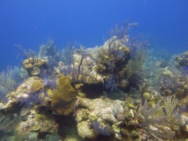 66 Reef IMG 3283